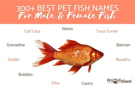 Pet fish names .